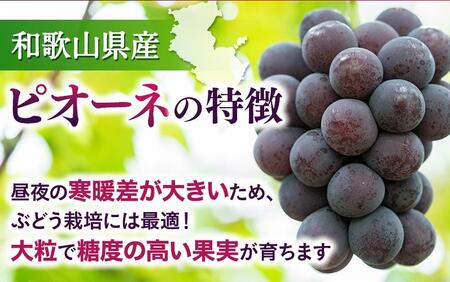 ピオーネ 種なしピオーネ 約2kg (2房～5房) ※2026年発送※【tec500B】