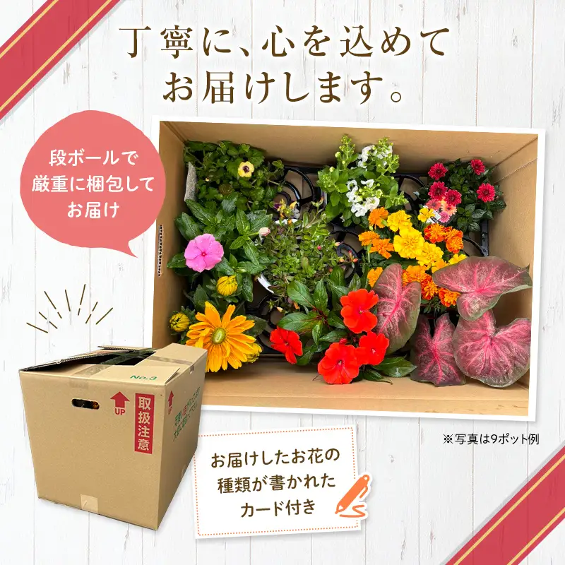 生産農場直送！季節の花苗セット 10～15ポット F6L-415