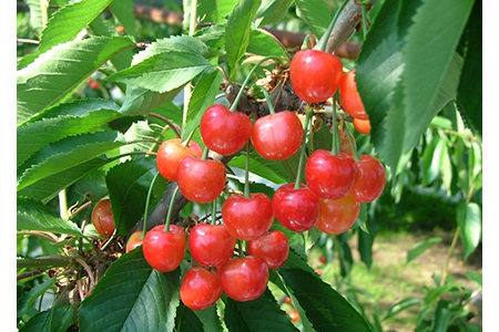 《先行予約 2026年度発送》 さくらんぼ 紅秀峰 大玉手詰め 秀品 2L 500g FSY-0141