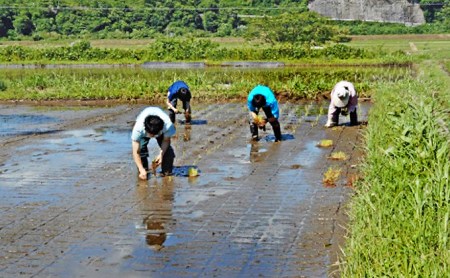 【令和7年産】ベストファーマー 自然栽培農家「四郎兵衛」の お米 姫ごのみ 5kg 玄米 無農薬 無肥料 無除草剤 による 自然栽培米 [B-030008]