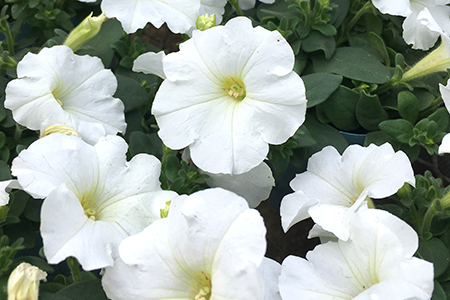 季節の草花 詰め合わせ ポット苗＜15?20個＞｜花苗 ポット苗 宿根草 多年草 一年草 園芸 ガーデニング 菜花村 埼玉県 杉戸町