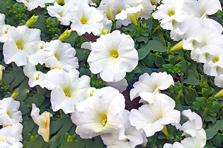 【ふるさと納税】季節の草花 詰め合わせ 年3回定期便＜1回15?20個／計45?60個（ポット苗）＞ | 園芸 ガーデニング 宿根草 多年草 一年草 菜花村 埼玉県 杉戸町