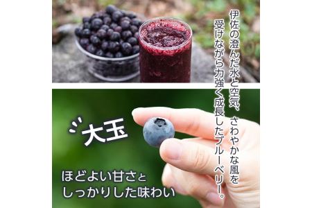isa157 冷凍ブルーベリー(1kg) フルーツ 果物 冷凍 冷凍便 【伊佐ブルーベリーつみとり観光農園】
