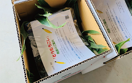 2026年5月中旬～発送 厳選とうもろこし 指宿産ホワイトコーン10本 わくわくファームたがわ IB069-002 とうもろこし とうもろこし