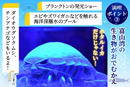 ほたるいかミュージアム入館券 / 4枚 