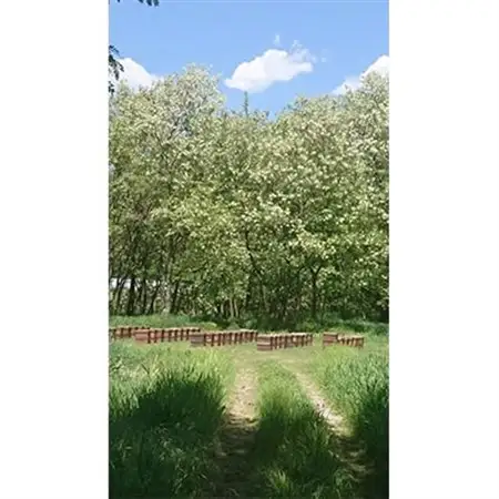 自家採取生ハチミツ【アカシア蜂蜜300g、りんご蜂蜜300g】セット_調味料 はちみつ  ハチミツ 蜂蜜_【1100341】