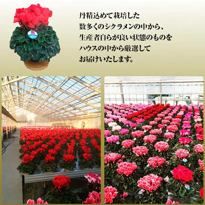 【2026-27年 先行予約】季節の花 定期便 6回 (12-5月) 色おまかせ 根本園芸 ｜ 花ギフト定期便