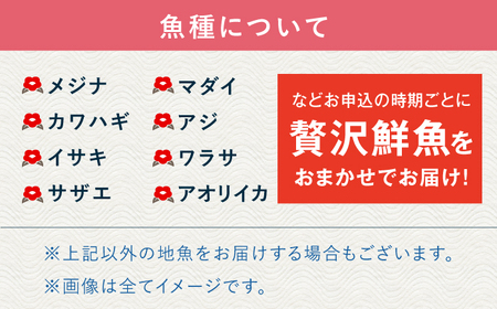 贅沢鮮魚セット3kg（エラ/内臓処理済） 五島市/五島FF[PBJ006] 冷蔵 鮮魚 魚介 刺身