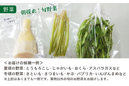 五島よかとこ便 特選鮮魚入り 野菜 加工品 おまかせ お楽しみ セット 五島市 / GOTO challenged 椿 [PDU002]
