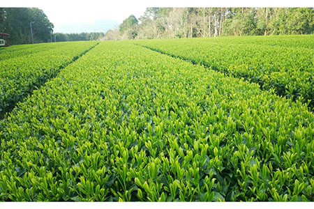 【選び抜かれた茶葉！】 五島茶ティーバッグ３種ギフトセット 五島市/五島七岳ファーム [PAU006]