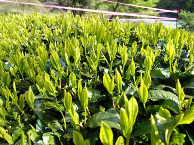12-8 生粋川根茶 澤本園 ふるさとありがとう21