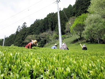 180-1 生粋川根茶 澤本園 ふるさとありがとう11