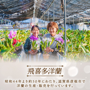 彦根市内にて栽培！愛情いっぱい洋蘭・カトレア鉢花大輪 | 滋賀県彦根
