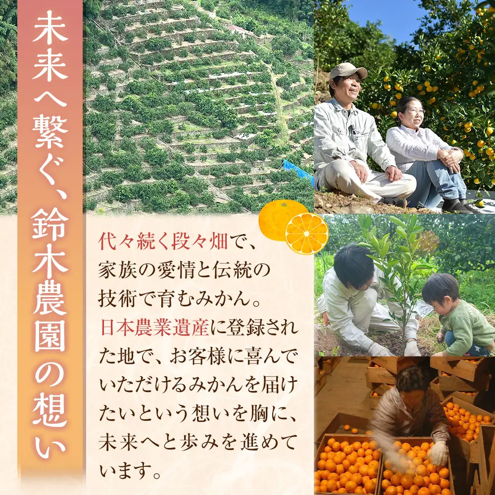蔵出しみかん6kg《大玉》２L又は３Lサイズ【和歌山県産】昔ながらのみかん鈴木農園より農園直送｜LLサイズ ２Lサイズ 家庭用 大きいサイズ※北海道・沖縄県・一部離島 配送不可