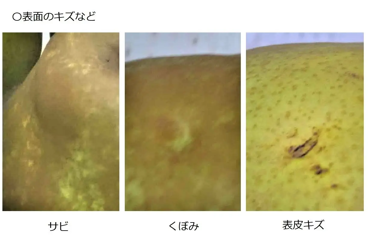 西洋梨（ラ・フランス）６ｋｇ　大玉　ご家庭用　0009-2613