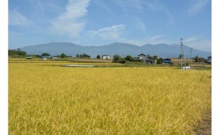 【寄附額改訂↓】令和8年新米予約【6回定期便】八重原米6kg（2kg×3袋）合計 36kg 白米　※2026年10月以降順次発送｜笹屋農園「農薬削減長野県認証取得」 先行予約 お米