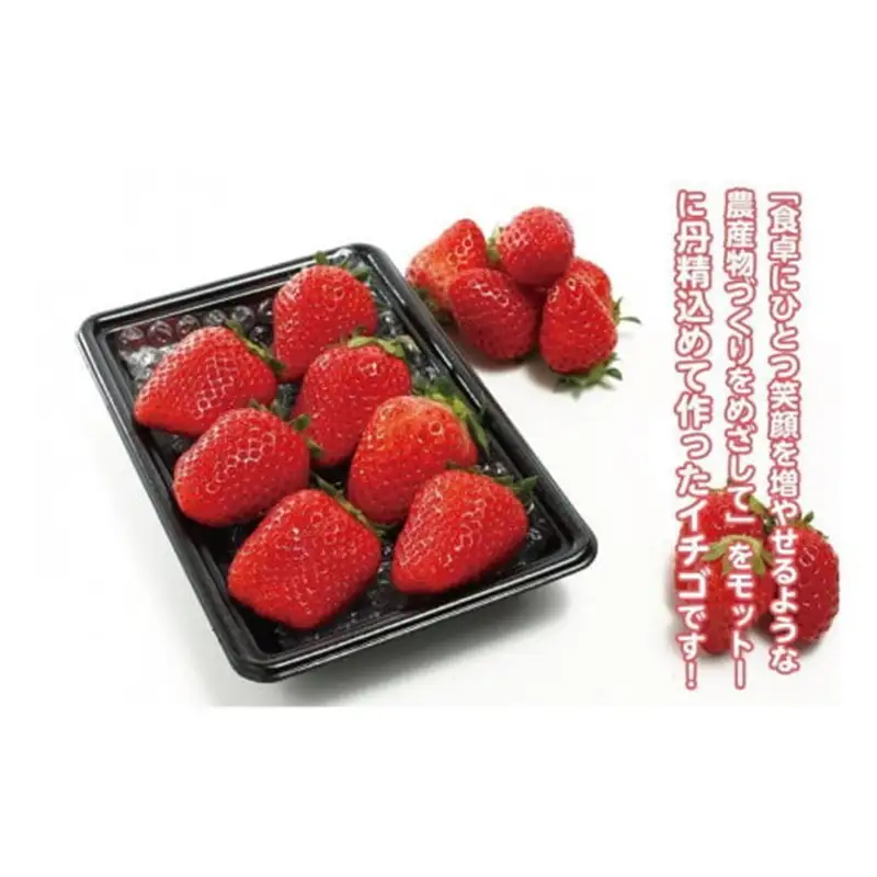 完熟いちご／果物	【数量限定】京都丹後産 完熟いちご（かおりの） 4パック（2026年3月中旬～発送）いちごパック・いちごセット・いちご詰め合わせ