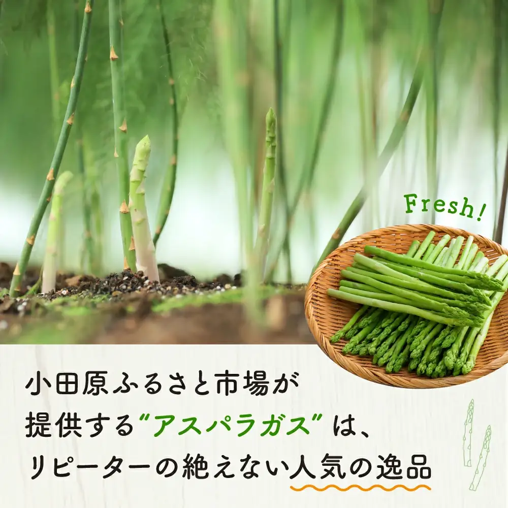 グリーンアスパラガス（800g）【7月~9月配送】 アスパラ