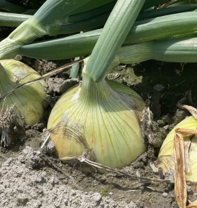 淡路島スイートオニオン 淡路島産新玉ねぎ　10kg　◆配送4月上旬～6月下旬