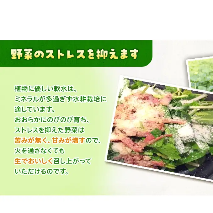 サラダほうれん草 44袋 野菜サラダセット 詰め合わせ ほうれんそう ホウレン草 新鮮 産地直送 大容量 業務用 まとめ買い 野菜セット ギフト 詰合せ 常備野菜