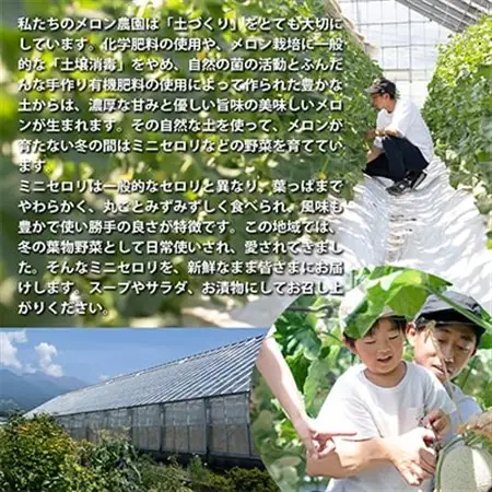 【令和8年度産先行受付】ミニセロリ　約4kg(5～8株)_野菜   _【配送不可地域：離島】【1100505】