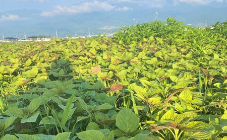 金のしずく（食用エゴマ油）110g190g２本組Dタイプ SWAU004