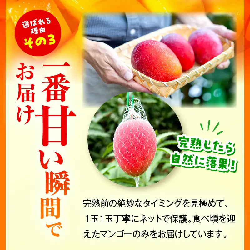 【先行予約】＜数量限定＞宮崎完熟マンゴー 2L×2玉（350g～449g以上×2玉）_K001-016