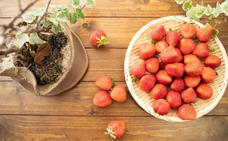 恋みのり 1kg  先行予約 約250g×4P  錦町産 いちご 恋みのり 苺 イチゴ  デザート フルーツ 2027年1月以降より順次発送 配送不可:離島
