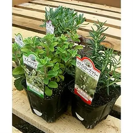 元気なおすすめハーブ苗9ポットセット【3号ポット】_花・観葉植物 観葉植物・苗木  _【1085903】