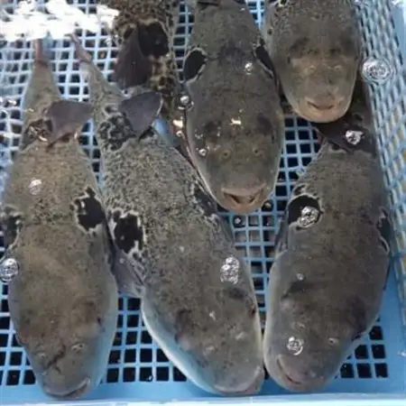日出産とらふぐ鍋セット(4人前)_魚介・海産物 ふぐ 鮮魚 フグ 河豚  惣菜・加工品 魚 鍋 なべ ナベ_【配送不可地域：離島】【1133891】