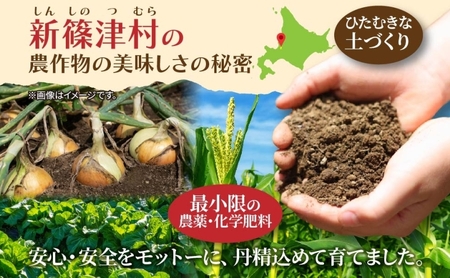北海道 新しのつ産 とうもろこし プレミアムホワイト 2L 8本 白 トウモロコシ とうきび コーン 旬 野菜 甘い お取り寄せ 国産 人気 BBQ JA新しのつ 送料無料 新篠津 