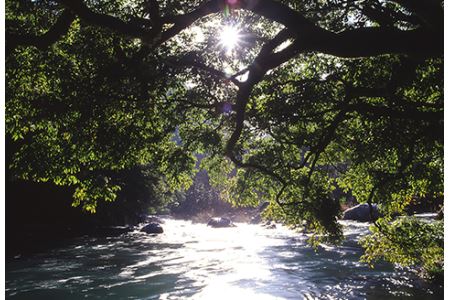 【先行受付：令和8年版】【椎葉での渓流釣りを楽しむ】遊漁許可証(年券) 耳川水系【釣り好き必見】宮崎県 椎葉村 遊漁券 遊漁許可証 釣り 川 年券 耳川水系 川魚 ヤマメ ヤマメ釣り 体験 GK-1