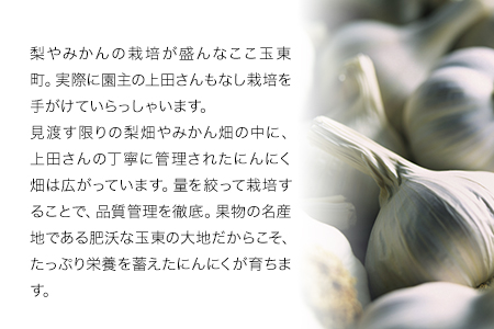 『上田農園』のにんにく約1kg 熊本県玉名郡玉東町『上田農園』にんにく《7月上旬-9月中旬頃出荷》