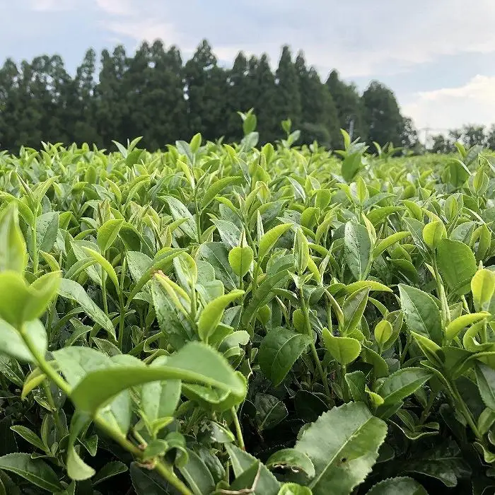 金棒茶SHUN（6個セット）4種入り
