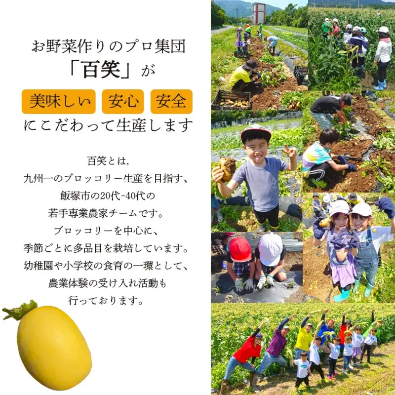 農家直送 程よい甘さのマクワウリ約3.5kg (8-12個)＜2026年7月下旬から発送開始分先行予約＞【A6-044】