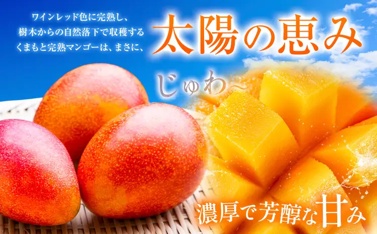 マンゴー 秀品 清田ファミリー農園 2～3玉 |マンゴー