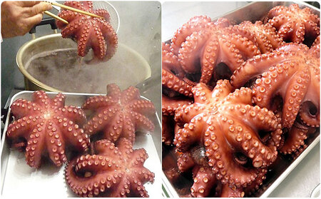 明石ダコのゆでダコ 丸ごと1匹と切り身で800g 魚貝類 タコ 