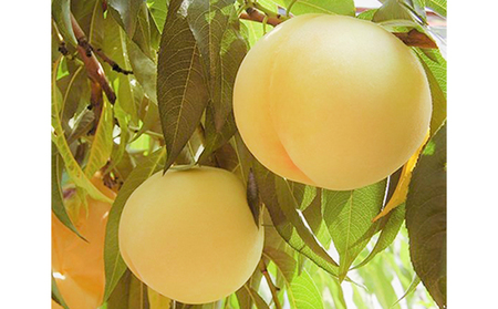桃 2026年 先行予約 岡山特産 清水白桃 約2.0kg 7～8玉 桐箱