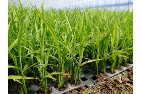【無洗米12ヶ月定期便】特別栽培「きなうす米」北海道産ゆめぴりか5kg×12回