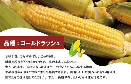 北山さんちの新鮮 とうもろこし キャンプ BBQ 人気 トウモロコシ 生 野菜 産地直送 朝どれ 甘い 期間限定 国産 旬 夏野菜 kn2