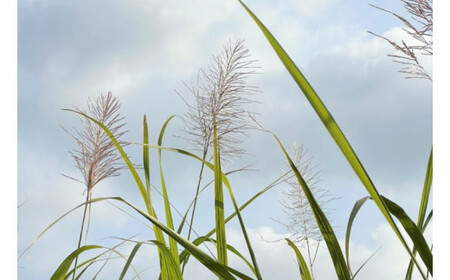 ウージ染め花穂マスク（AI021）