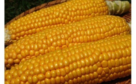 スイートコーン 約3kg 「京築の恵み」【令和8年6月上旬～6月下旬発送】 [ABAW001] 