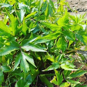宇陀市産 大和当帰×よもぎ蒸し 40分 利用券（５回分）