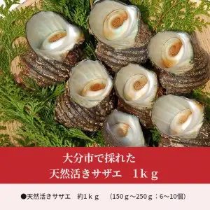 大分市で採れた　天然活きサザエ　1ｋｇ E12001