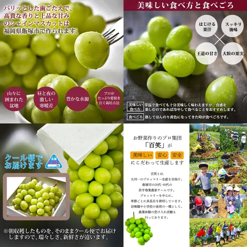 シャインマスカット2房(約1kg)＜2026年8月中旬から発送開始分先行予約＞【A7-070】