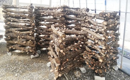 【11月～翌2月末のご注文分は翌3月より随時発送】山田さんの肉厚・ぷりぷりの原木栽培しいたけ0.9kg 野菜 きのこ 