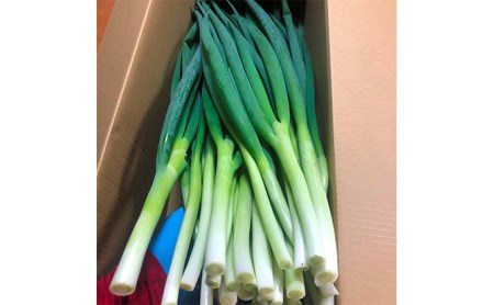 【4か月定期便】生産農家直送 京野菜・九条ねぎ2kg〈定期便 ねぎ ネギ 葱 九条ねぎ 京野菜 京都 新鮮 甘い 農家直送 野菜〉 4ヶ月 4回 