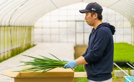 【4か月定期便】生産農家直送 京野菜・九条ねぎ1kg〈定期便 ねぎ ネギ 葱 九条ねぎ 京野菜 京都 新鮮 甘い 農家直送 野菜〉 4ヶ月 4回 