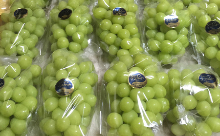 ぶどう食比べセット 2房 合計1kg前後 葡萄 フルーツ 岡山 高梁市産 ぜきお農園 ぶどうclub 2026年 先行予約 果物類 マスカット 果物 