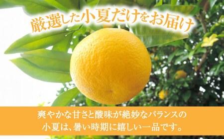 【先行予約】土佐小夏 Lサイズ 約5kg 26個前後〈2026年4月中旬-2026年7月中旬頃発送〉/ 日向夏 みかん ニューサマーオレンジ 柑橘 フルーツ こなつ 小夏 果物 特産 5キロ 高知県【フルーツショップオザキ】 [ATAH004]